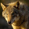 Profile picture for user lupusitalicus